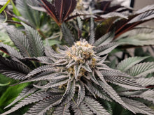 Load image into Gallery viewer, Dreamsicle Cutting - ExoticGenetix