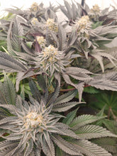 Load image into Gallery viewer, Dreamsicle Cutting - ExoticGenetix