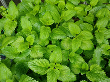 Load image into Gallery viewer, Lemon Balm