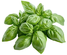 Load image into Gallery viewer, Basil Genovese