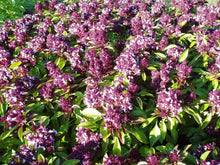 Load image into Gallery viewer, Basil Thai Siam Queen
