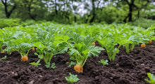 Load image into Gallery viewer, Carrot Nantes