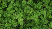 Load image into Gallery viewer, Common Chervil