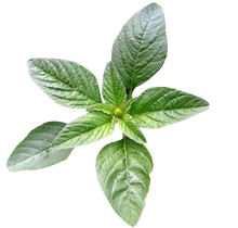 Load image into Gallery viewer, Green Marog