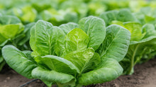 Load image into Gallery viewer, Little Gem Lettuce