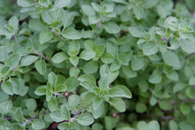 Load image into Gallery viewer, Oregano Wild Marjoram