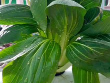 Load image into Gallery viewer, Pak Choi