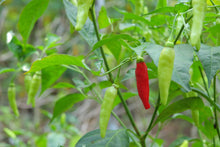 Load image into Gallery viewer, Paprika Supreme