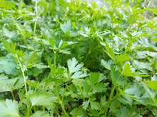 Load image into Gallery viewer, Parsley Plain Flat Leaf