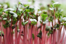 Load image into Gallery viewer, Radish Red Coral