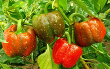 Load image into Gallery viewer, Snackabelle Red Pepper