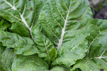 Load image into Gallery viewer, Spinach Swiss Chard Fordhook Giant