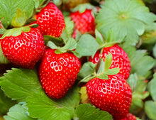 Load image into Gallery viewer, Strawberry F1 Milan