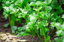 Load image into Gallery viewer, Tall Utah Celery