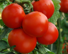 Load image into Gallery viewer, Tomato Moneymaker