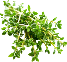 Load image into Gallery viewer, Winter Thyme