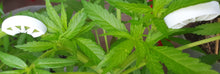 Load image into Gallery viewer, Plant Bends