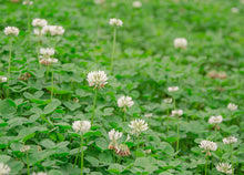Load image into Gallery viewer, White Clover