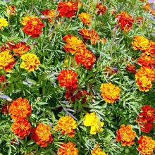 Load image into Gallery viewer, French Marigold
