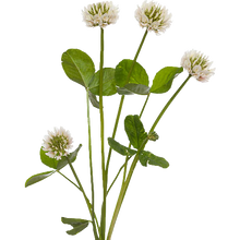 Load image into Gallery viewer, White Clover