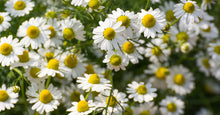 Load image into Gallery viewer, Chamomile