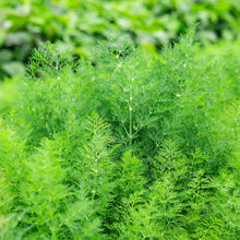 Load image into Gallery viewer, Dill