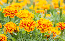 Load image into Gallery viewer, French Marigold