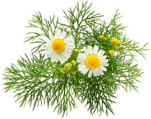 Load image into Gallery viewer, Chamomile