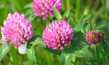 Load image into Gallery viewer, Red Clover