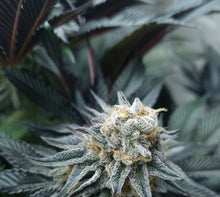 Load image into Gallery viewer, Dreamsicle Cutting - ExoticGenetix
