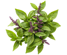 Load image into Gallery viewer, Basil Thai Siam Queen
