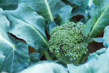 Load image into Gallery viewer, Broccoli
