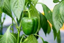 Load image into Gallery viewer, Green Pepper California Wonder
