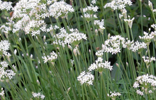 Load image into Gallery viewer, Garlic Chives
