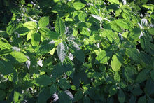 Load image into Gallery viewer, Green Marog
