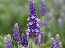 Load image into Gallery viewer, Lavender Blue Spear
