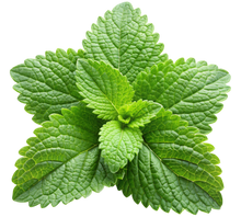 Load image into Gallery viewer, Lemon Balm
