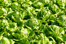 Load image into Gallery viewer, Lettuce Butterhead Attraction
