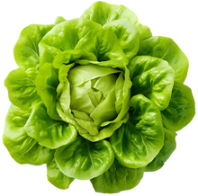 Load image into Gallery viewer, Lettuce Butterhead Attraction

