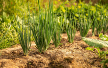 Load image into Gallery viewer, Spring Onion White Lisbon
