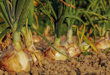 Load image into Gallery viewer, Onion Texas Grano
