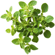 Load image into Gallery viewer, Oregano Wild Marjoram
