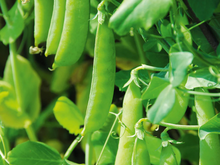 Load image into Gallery viewer, Peas Greenfeast
