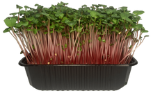 Load image into Gallery viewer, Radish Red Coral

