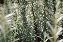 Load image into Gallery viewer, Rosemary

