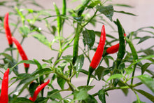 Load image into Gallery viewer, Thai Red Chilli
