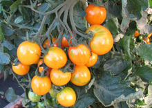 Load image into Gallery viewer, Tomato Artisan Bumble Bee
