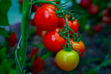 Load image into Gallery viewer, Tomato Cherry Falls
