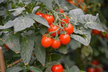 Load image into Gallery viewer, Tomato Principe Borghese
