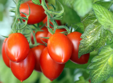 Load image into Gallery viewer, Tomato Roma
